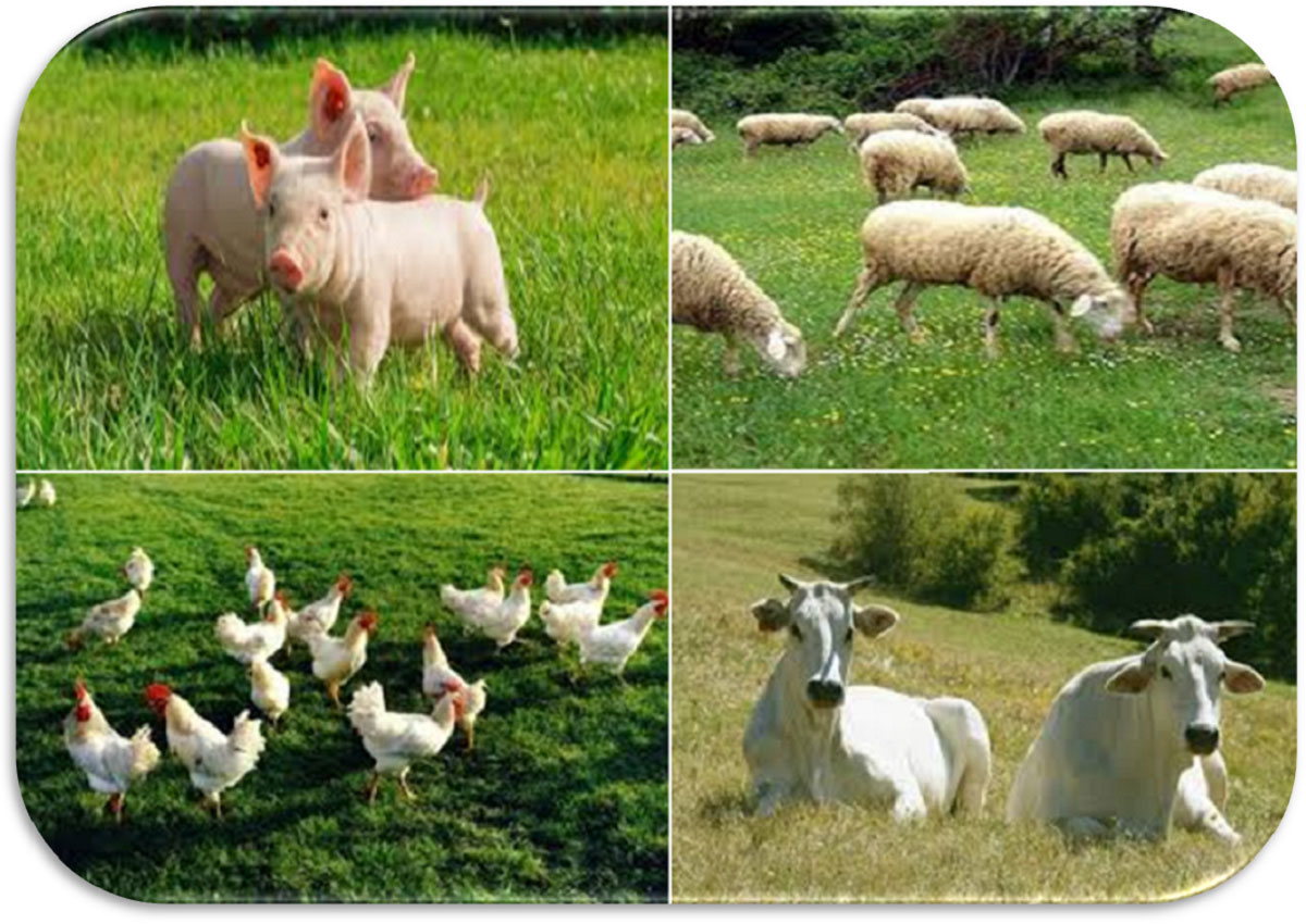 Animals and Organic Farming: Practical Insights