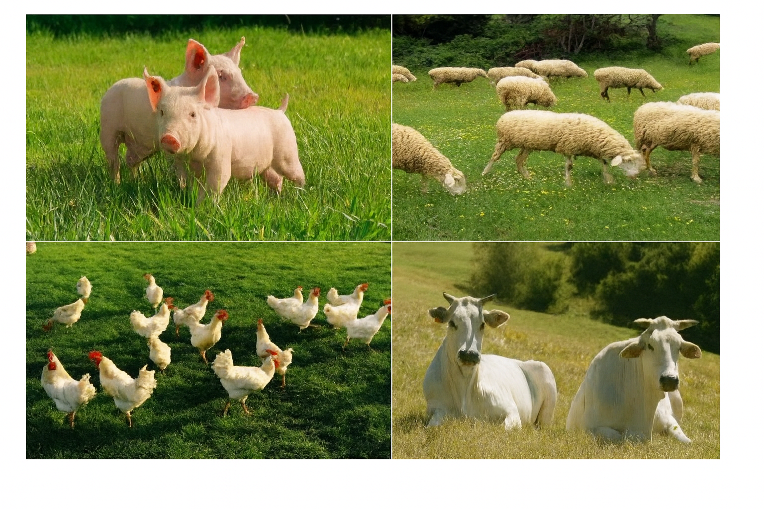 Animals and Organic Farming: Practical Insights
